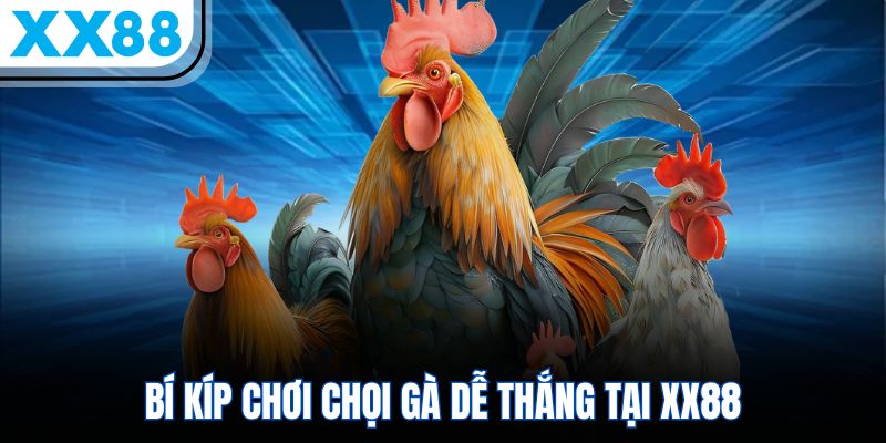 Bí kíp chơi chọi gà dễ thắng tại XX88